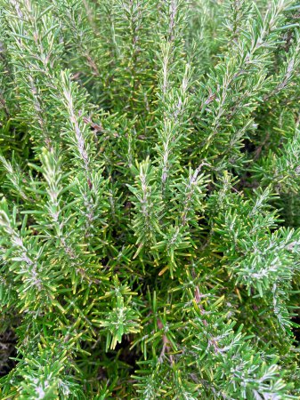 Sprigs of rosemary on a bush. Fresh rosemary herb a plant used in the kitchen as an aromatic spice.