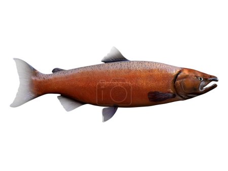 Foto de Viviendo en el Océano Pacífico Norte los peces salmón Chinook viven en las escuelas y se aparean en los ríos. - Imagen libre de derechos