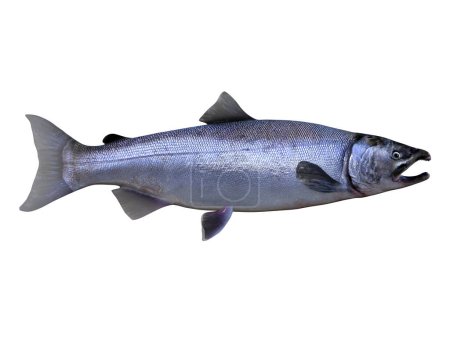 Foto de Viviendo en el Océano Pacífico los peces salmón Coho viven en las escuelas y se aparean en los ríos. - Imagen libre de derechos