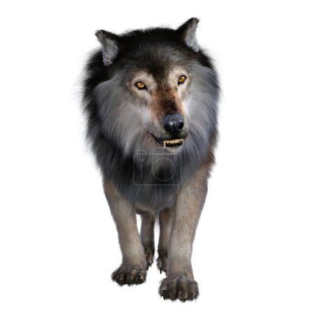 Foto de El carnívoro Dire Wolf vivió en América del Norte y del Sur durante el Pleistoceno
. - Imagen libre de derechos