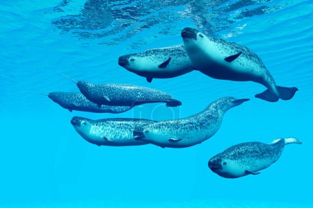 Las ballenas narvales viven en grupos sociales llamados vainas y viven en el océano Ártico y los machos tienen colmillos.
.