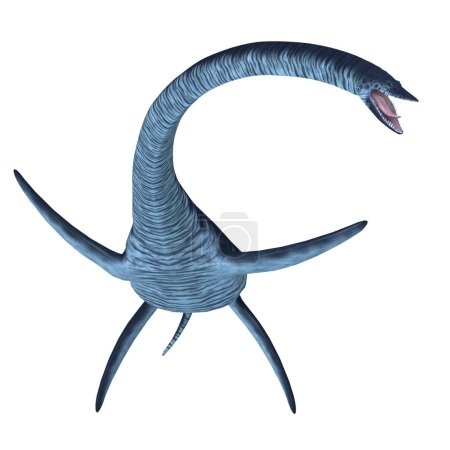 Téléchargez les photos : Elasmosaurus était un reptile plésiosaure marin qui vivait dans les mers d'Amérique du Nord au Crétacé.
. - en image libre de droit