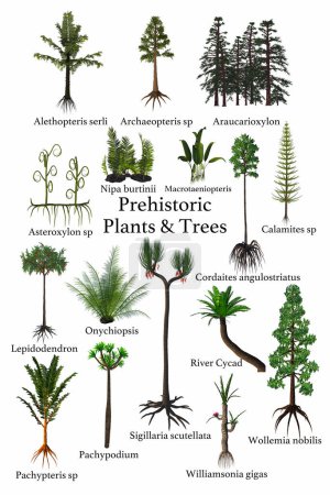 Foto de Una colección de plantas, árboles, helechos que vivieron durante los períodos prehistóricos de la historia de la Tierra. - Imagen libre de derechos