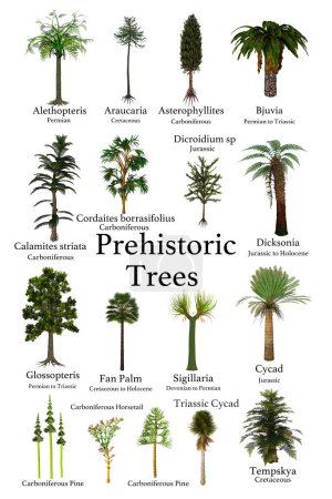 Foto de Una colección de árboles y cícadas que vivieron durante los períodos prehistóricos de la historia de la Tierra. - Imagen libre de derechos