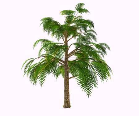 Téléchargez les photos : Archaeopteris est l'un des plus anciens arbres de la Terre, sinon le premier. Comme toute végétation dévonienne, elle poussait près des eaux. Diffusée tant dans Laurasia que dans le Gondwana, elle se reproduit à travers les spores. - en image libre de droit