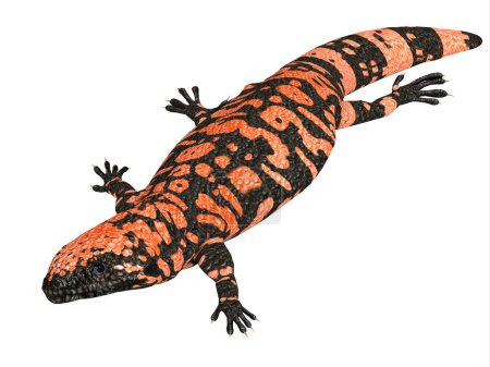 Téléchargez les photos : Le monstre orange Gila est un lézard carnivore toxique qui vit au Mexique et dans le sud des États-Unis.. - en image libre de droit