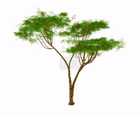 Photo for The Umbrella Acacia thorn grows as a tree, shrub or bush in Africa and has fruit-bearing seed pods eaten by the wildlife. - Royalty Free Image
