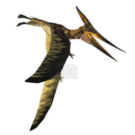 Téléchargez les photos : Pteranodon était un ptérosaure carnivore reptile qui vivait en Amérique du Nord pendant la période du Crétacé. - en image libre de droit
