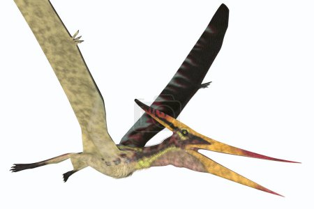 Téléchargez les photos : Pteranodon était un ptérosaure carnivore reptile qui vivait en Amérique du Nord pendant la période du Crétacé. - en image libre de droit
