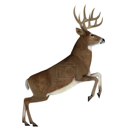 The herbivorous White-tailed deer lives in North and South America and is an abundant species.