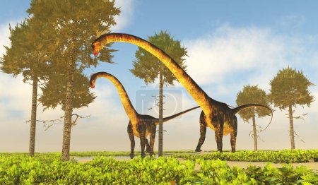 Foto de Los dinosaurios Barosaurus mastican árboles de rompecabezas de monos durante el período jurásico de los Estados Unidos. - Imagen libre de derechos