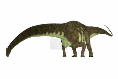 Foto de Mamenchisaurus era un dinosaurio saurópodo herbívoro que vivió en el período Jurásico de China.
. - Imagen libre de derechos