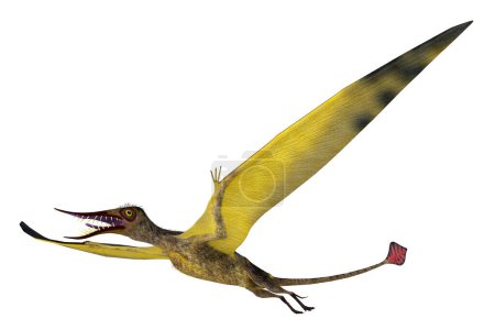 Rhamphorhynchus era un ave depredadora carnívora que vivió en Europa durante el período Jurásico.
.