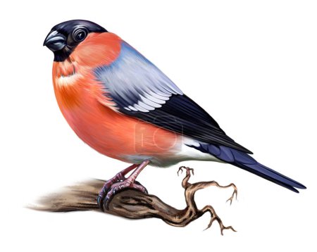 Bullfinch, Pyrrhula, songbird, dibujo realista, ilustración para un libro, imagen aislada sobre un fondo blanco