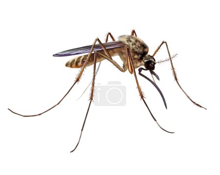 Blutsaugende Mücken, Culicidae, Familie der Diptera-Insekten, realistische Zeichnung, Illustration für Tierlexikon, isoliertes Bild auf weißem Hintergrund