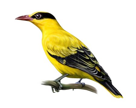 Téléchargez les photos : Chinese Black-headed Oriole, Oriolus chinensis, realistic drawing, illustration for East Asia Birds Encyclopedia, isolated image on white background - en image libre de droit