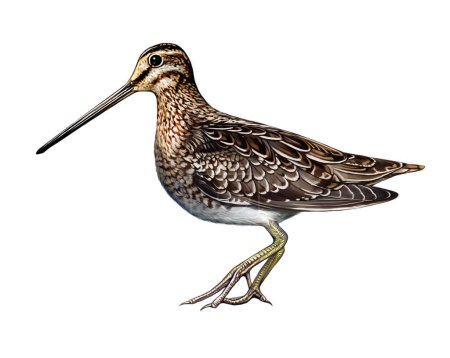 Snipe, Gallinago, pequeño pájaro zancudo, dibujo realista, ilustración para enciclopedia animal, imagen aislada sobre fondo blanco