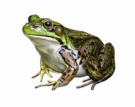 Grüner Frosch, Lithobates clamitans, realistische Zeichnung, Illustration für Tierlexikon, isoliertes Bild auf weißem Hintergrund