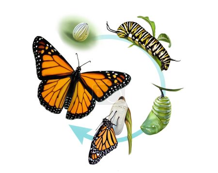Lebenszyklus von Schmetterling, Ei, Raupe, Chrysalis und erwachsenem Insekt, realistische Zeichnung, Illustration für Tierlexikon, isoliertes Bild auf weißem Hintergrund