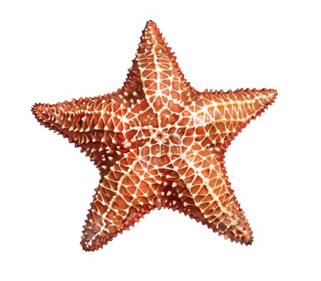 Photo for Starfish, Asteroidea, echinoderm type invertebrates, realistic drawing, illustration for animal encyclopedia, inhabitants of the seas and oceans - Royalty Free Image
