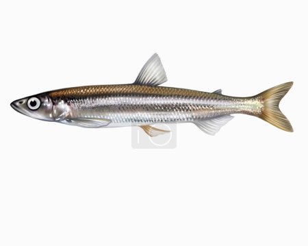 Photo for European smelt, Osmerus eperlanus, ray-finned fish of the Osmeridae family, realistic drawing, inhabitants of cold seas and oceans, isolated image on a white background - Royalty Free Image