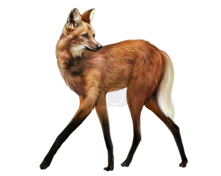 Maned wolf, guar, aguarachai, Chrysocyon brachyurus, carnivorous mammal of the canine family, realistic drawing, illustration for encyclopedia of animals of South America, isolated image on white background