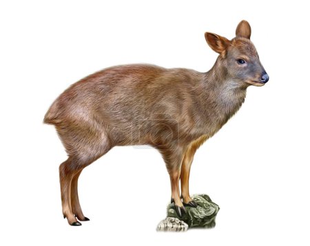 Pudu, a mammal of the deer family, realistic drawing, illustration for the encyclopedia of animals of the Andes, South America, isolated image on a white background