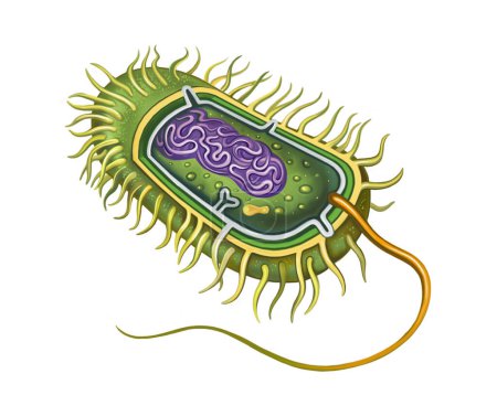 estructura celular bacteriana, pared celular, membrana citoplasmática, nucleoide citoplasmático, ilustración esquemática de color, imagen aislada sobre fondo blanco