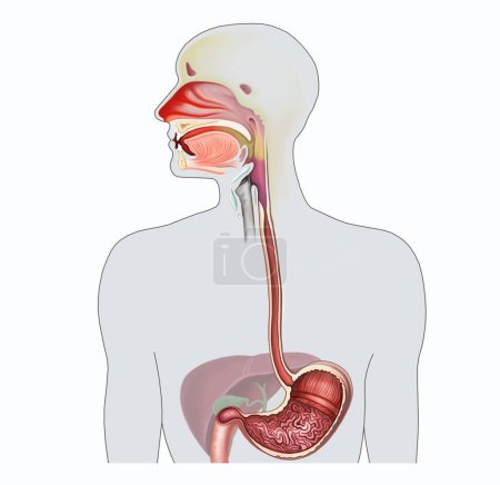 Téléchargez les photos : La structure du rhinopharynx et de l'œsophage, l'anatomie humaine, l'illustration en couleurs, le manuel scientifique, l'image isolée sur fond blanc - en image libre de droit