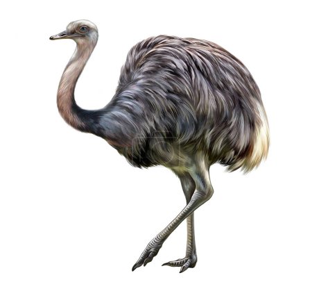 Gemeine Rhea, Rhea americana, großer Vogel, endemisch in Südamerika, realistische Zeichnung, Illustration für Tierlexikon, isoliertes Bild auf weißem Hintergrund