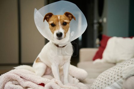 Dog wearing medical plastic collar sitting on sofa in living room. Rehabilitation after medical treatment. Sad Jack Russell Terrier in pet cone