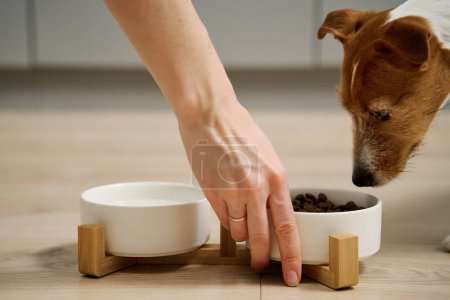Foto de Mujer poniendo tazón de comida con pienso para su perro en el suelo en la cocina, Perro hambriento, Alimentación animal y cuidado de mascotas - Imagen libre de derechos