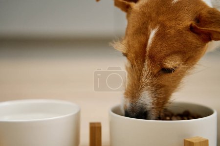 Foto de Perro comiendo comida seca de un tazón blanco en el suelo en la cocina, Perro hambriento, Alimentación de animales y cuidado de mascotas - Imagen libre de derechos