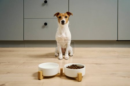 Foto de Perro sentado cerca de cuencos con comida seca y agua en el suelo en la cocina, Perro hambriento, Alimentación de animales y cuidado de mascotas - Imagen libre de derechos
