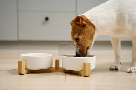 Foto de Perro comiendo comida seca de un tazón blanco en el suelo en la cocina, Perro hambriento, Alimentación de animales y cuidado de mascotas - Imagen libre de derechos