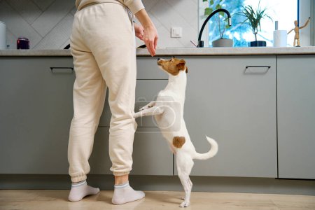 Foto de Un perro pequeño está rogando ansiosamente por comida, de pie sobre sus patas traseras en una cocina moderna, mientras que una persona está cerca. - Imagen libre de derechos