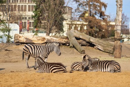 Group of zebra are standing on dirt field in Zoo