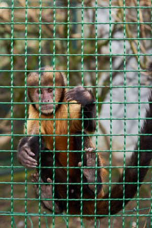 Monkey holds on to wire fence inside a cage. Animal in Zoo