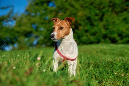 Curieux chien Jack Russell Terrier debout dans une prairie verte vibrante par une journée ensoleillée