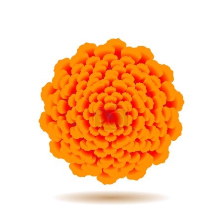 Illustration for Realistic marigold flower vector illustration - Royalty Free Image