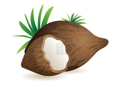 Ilustración de Ilustración de vector de fruta de coco abierto - Imagen libre de derechos