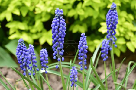Spring flowers muscari in the garden. Blue bright flower buds.
