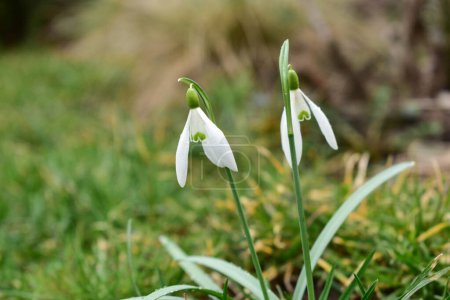 Small white delicate snowdrop flowers in the spring grass.