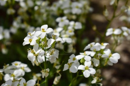 Small white spring flowers. Selective focus.