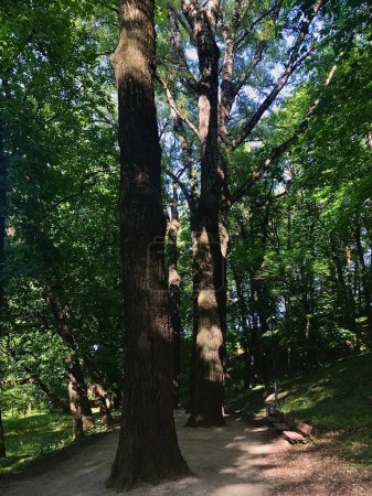 Téléchargez les photos : Promenade dans la ville Kazimir parc à Przemysl, Pologne, plus à la recherche comme la forêt à midi avec la lumière du soleil à travers les feuilles - en image libre de droit