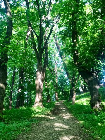 Photo for Walking in city Kazimir park at Przemysl, Poland, more looking as forest in the midday with sunlight through the leaves - Royalty Free Image