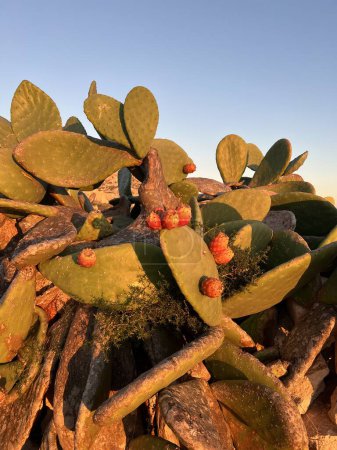 Cactus de pera espinosa (Opuntia ficus) con frutas en Malta crecen en todas partes en esta pequeña isla