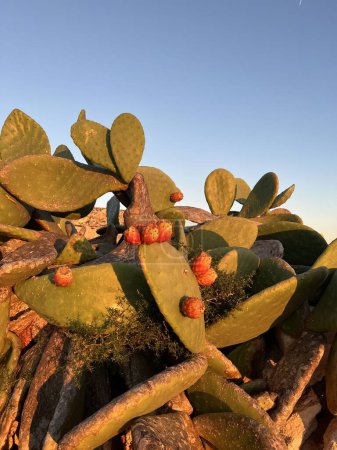 Kaktus (Opuntia ficus) mit Früchten auf Malta wächst überall auf dieser winzigen Insel