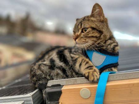 Téléchargez les photos : Tabby chat droit écossais dans un harnais bleu se trouve sur le toit de la maison et regarde dans la ville. - en image libre de droit