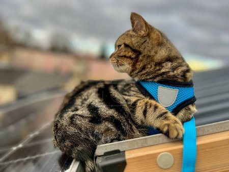 Téléchargez les photos : Tabby chat droit écossais dans un harnais bleu se trouve sur le toit de la maison et regarde dans la ville. - en image libre de droit